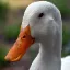 Ducks Anarchy logo